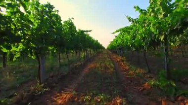 Üzüm hasat - şarap malzemeler