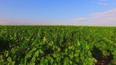 Üzüm alan Hırvatistan