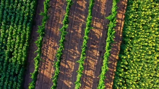 Paisaje rural desde el aire — Vídeos de Stock