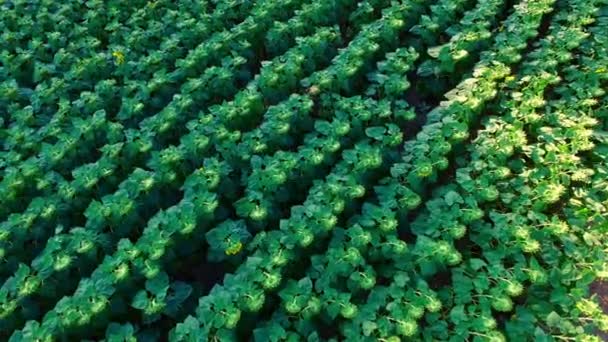 Landscape with sunflowers — Stock Video