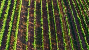 Avrupa 'daki üzüm bağları