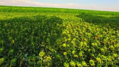 Büyüyen alanların ekolojik gıda