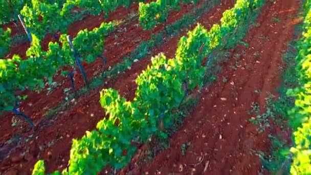 Le raisin vert pousse sur les branches — Video