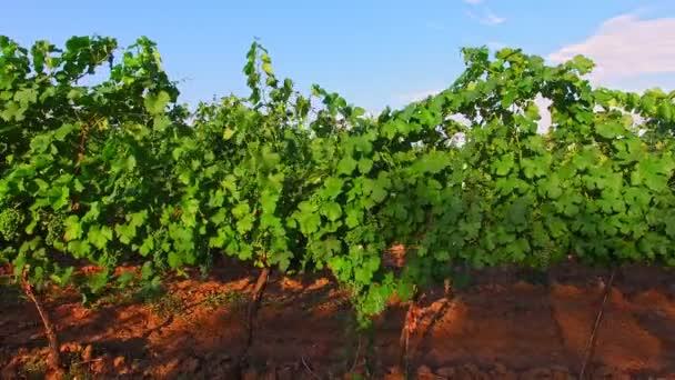Зеленый виноград растет на ветвях — стоковое видео