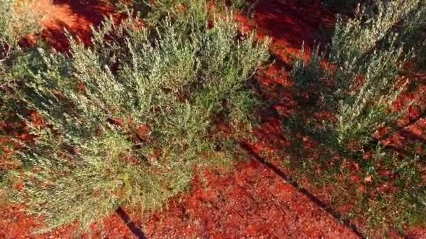 Widok z lotu ptaka drzew oliwnych — Wideo stockowe