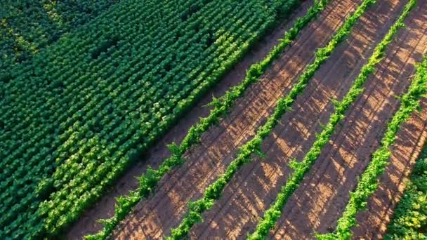 Groeiende groene platteland — Stockvideo