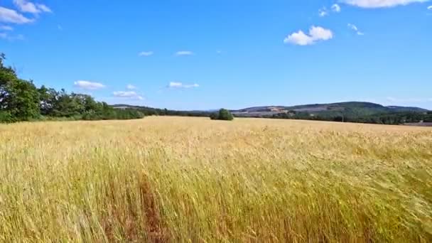 Paysage rural avec champs de seigle ou de blé en France 