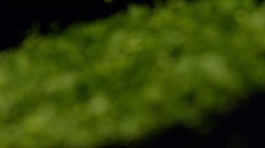 Taze yeşil maydanoz üzerinde Kapat.