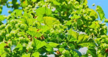 Hop koniler Şubesi, taze ve doğal bira için