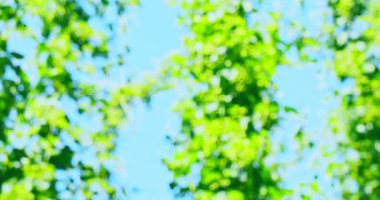 Gökyüzü arka planında yeşil yapraklar