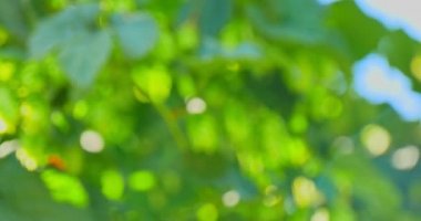 Mevsimlik yeşil bahar arka plan