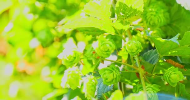 Gröna färska humlekottar på gren. Ingredienser för att göra öl och bröd. — Stockvideo