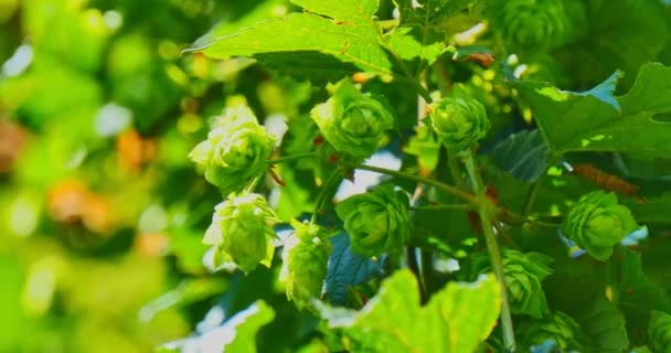 The branch with green hop cones — Stock Video