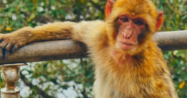 The barbery macaques face — Stock Video