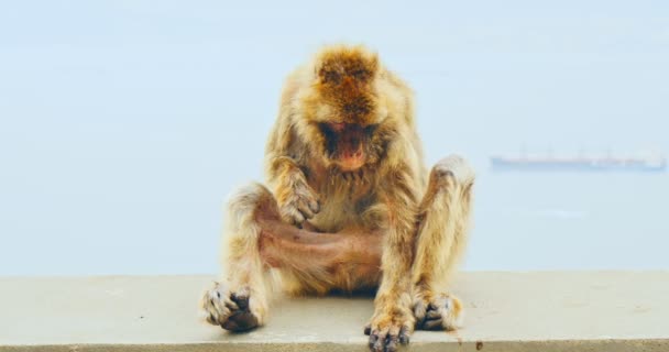 Macacos berberiscos descansando en el Peñón de Gibraltar — Vídeos de Stock