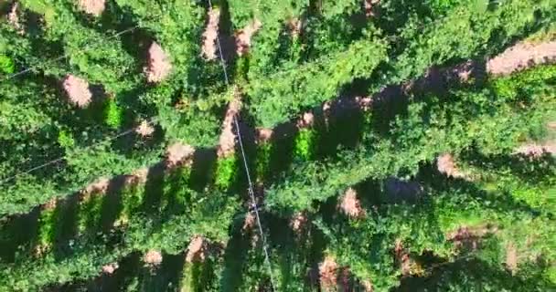 Campo de lúpulo del cielo, fondo — Vídeo de stock