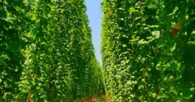 Atlama ağaçların arasından yürü