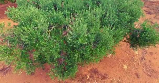 Die Drohne Geht Tiefer Olivenbaum Dann Näher Bringen — Stockvideo