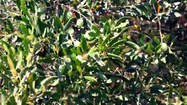 Чорні оливки на гілці — стокове відео