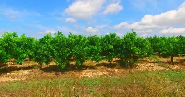 Przybliżenie postaci drzewa mandarynkowego w sadzie — Wideo stockowe