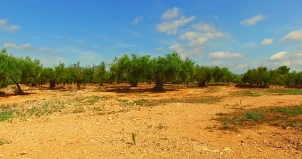 Blick Auf Olivenbäume Kamera Näher Bringen Und Über Bäume Bewegen — Stockvideo