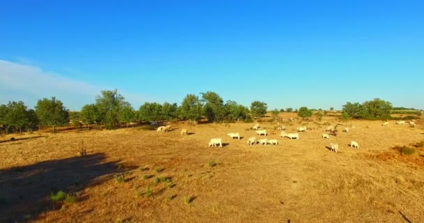 Стадо скота на поле — стоковое видео