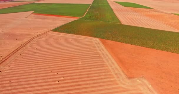 Background of agricultural fields — Stock Video