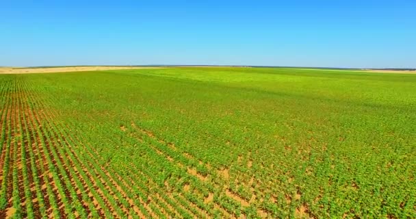 Girassóis ecológicos para alimentos — Vídeo de Stock