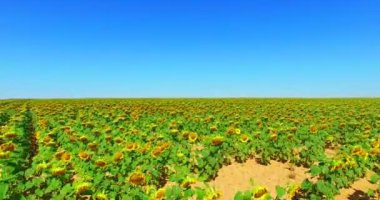 Ayçiçeği ile tarım peyzaj