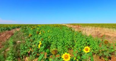 Güneşli günde - çiçek ladscape ayçiçeği