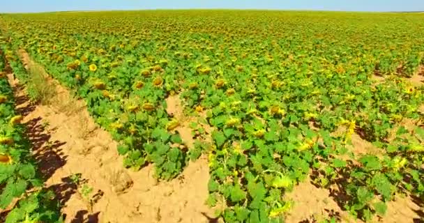 Landelijk landschap met zonnebloemen. — Stockvideo