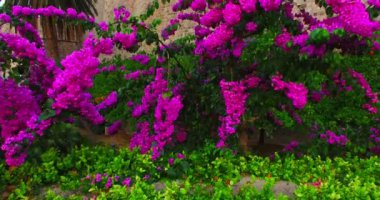 Egzotik bahçe neer mediterian eski kale