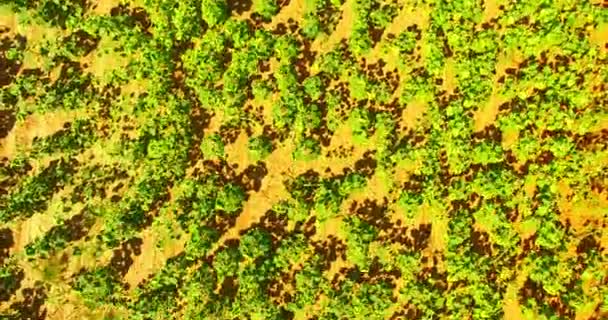 Path between field with sunflowers - rural background — Stock Video