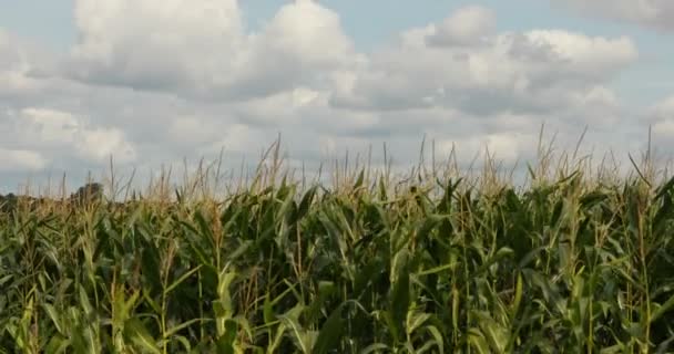 Corn field on summer day — Stock Video