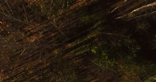 Pohybující se nad břízy forest — Stock video