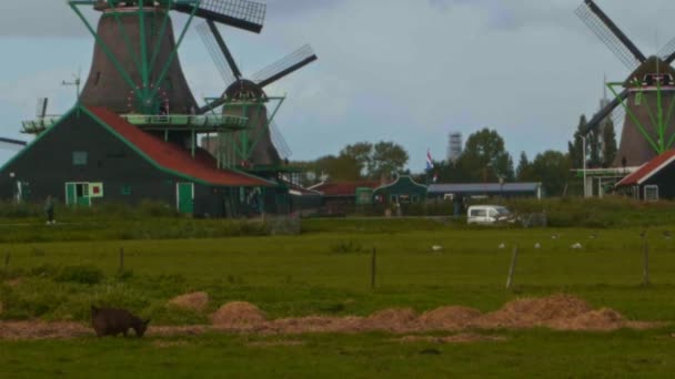 Openluchtmuseum van windmolens in Zaandam. — Stockvideo