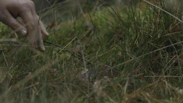 Mashroom hiden na grama — Vídeo de Stock