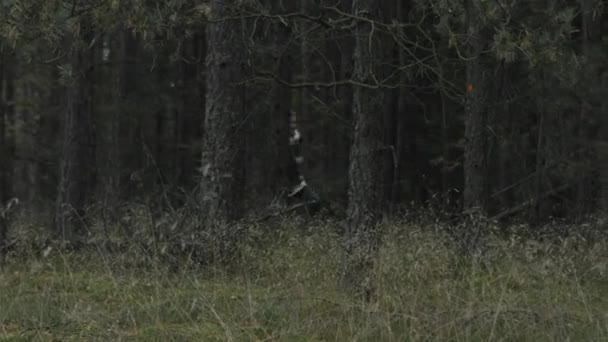 Mujer corriendo en el bosque — Vídeos de Stock