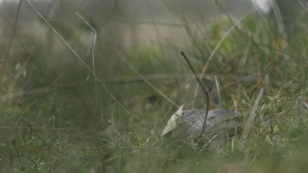 Mashroom na grama da floresta — Vídeo de Stock