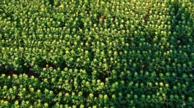 Ayçiçeği tarlası havadan