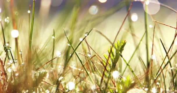 Tau auf Gras im Sonnenlicht — Stockvideo