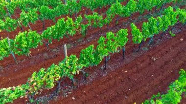 Tarım arazileri--dan soluduğumuz hava - bağ