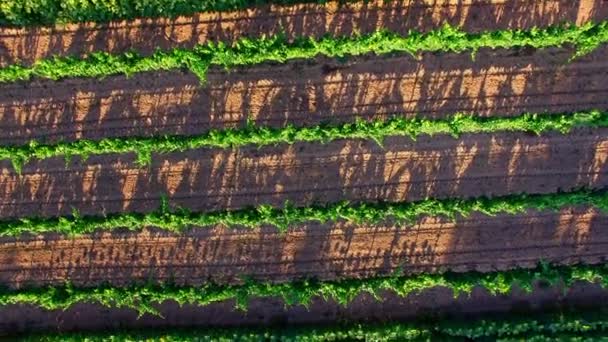 Platteland, uitzicht vanuit de lucht — Stockvideo