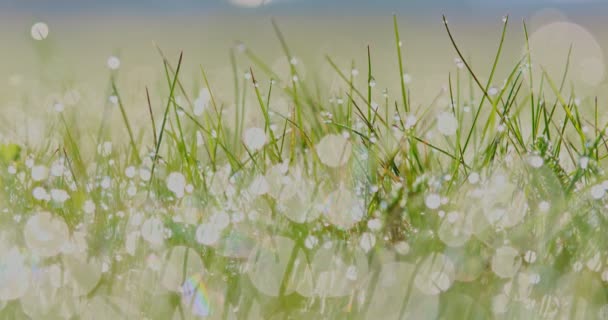在草地上的闪亮的水滴 — 图库视频影像