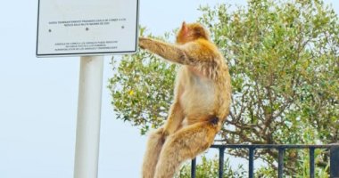 Gibraltar endemik maymun