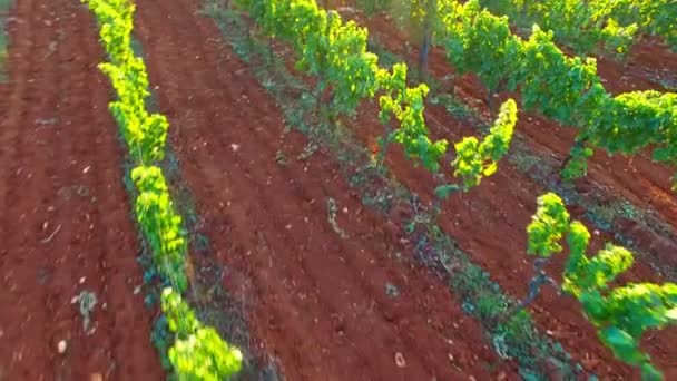 Viticultura en el paisaje rural — Vídeos de Stock