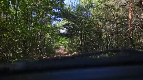 Route sauvage dans la forêt 