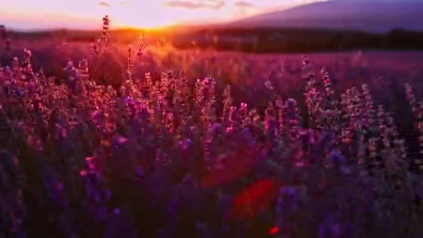 Цветущая лаванда на закате — стоковое видео
