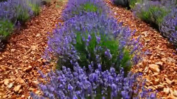 Lila lavendel växter — Stockvideo