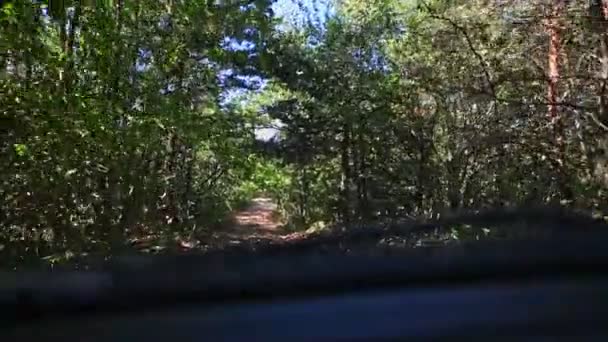 Estrada selvagem na floresta — Vídeo de Stock
